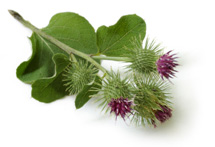 Burdock - acne, eczema, rosacea and psoriasis