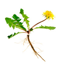 Dandelion Root-liver detoxification