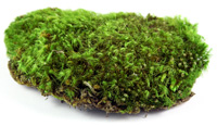 Irish Moss - mineral-rich foods