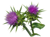 Milk Thistle - prevent and repair damage to the liver
